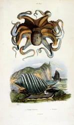 Ilustración botánica y zoológica de F. E. Guerin. Del Dictionnaire pittoresque d