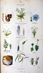 Ilustración botánica y zoológica de F. E. Guerin. Del Dictionnaire pittoresque d