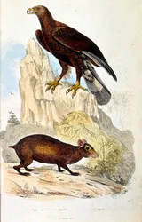 Ilustración botánica y zoológica de F. E. Guerin. Del Dictionnaire pittoresque d