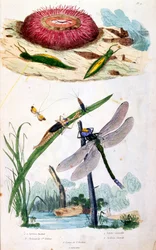 Ilustración botánica y zoológica de F. E. Guerin. Del Dictionnaire pittoresque d