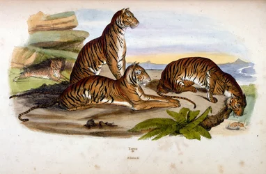 Ilustración botánica y zoológica de F. E. Guerin. Del Dictionnaire pittoresque d