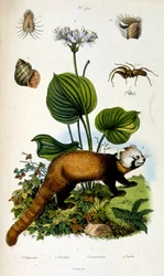 Ilustración botánica y zoológica de F. E. Guerin. Del Dictionnaire pittoresque d