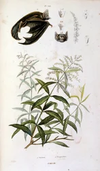 Ilustración botánica y zoológica de F. E. Guerin. Del Dictionnaire pittoresque d