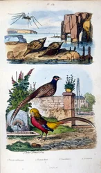 Ilustración botánica y zoológica de F. E. Guerin. Del Dictionnaire pittoresque d