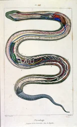 Ilustración botánica y zoológica de F. E. Guerin. Del Dictionnaire pittoresque d