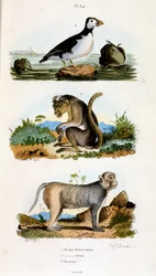 Ilustración botánica y zoológica de F. E. Guerin. Del Dictionnaire pittoresque d