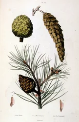 Ilustración botánica y zoológica de F. E. Guerin. Del Dictionnaire pittoresque d