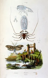 Ilustración botánica y zoológica de F. E. Guerin. Del Dictionnaire pittoresque d