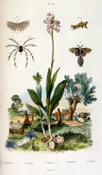 Ilustración botánica y zoológica de F. E. Guerin. Del Dictionnaire pittoresque d