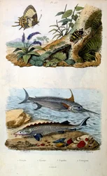 Ilustración botánica y zoológica de F. E. Guerin. Del Dictionnaire pittoresque d