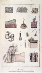 Ilustración botánica y zoológica de F. E. Guerin. Del Dictionnaire pittoresque d