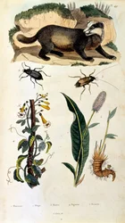 Ilustración botánica y zoológica de F. E. Guerin. Del Dictionnaire pittoresque d