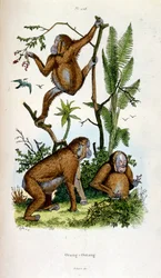 Ilustración botánica y zoológica de F. E. Guerin. Del Dictionnaire pittoresque d
