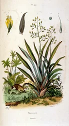 Ilustración botánica y zoológica de F. E. Guerin. Del Dictionnaire pittoresque d