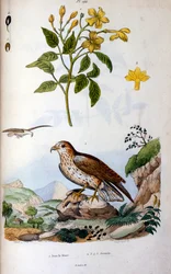 Ilustración botánica y zoológica de F. E. Guerin. Del Dictionnaire pittoresque d