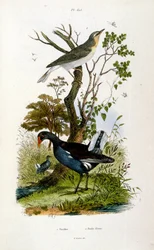 Ilustración botánica y zoológica de F. E. Guerin. Del Dictionnaire pittoresque d
