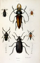 Ilustración botánica y zoológica de F. E. Guerin. Del Dictionnaire pittoresque d