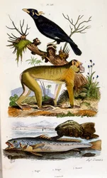 Ilustración botánica y zoológica de F. E. Guerin. Del Dictionnaire pittoresque d