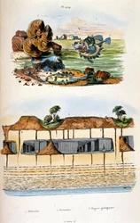 Ilustración botánica y zoológica de F. E. Guerin. Del Dictionnaire pittoresque d