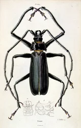 Ilustración botánica y zoológica de F. E. Guerin. Del Dictionnaire pittoresque d