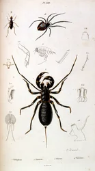 Ilustración botánica y zoológica de F. E. Guerin. Del Dictionnaire pittoresque d