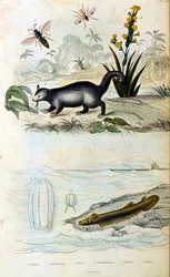 Ilustración botánica y zoológica de F. E. Guerin. Del Dictionnaire pittoresque d