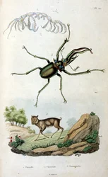 Ilustración botánica y zoológica de F. E. Guerin. Del Dictionnaire pittoresque d