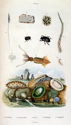 Ilustración botánica y zoológica de F. E. Guerin. Del Dictionnaire pittoresque d