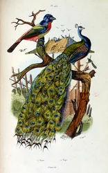 Ilustración botánica y zoológica de F. E. Guerin. Del Dictionnaire pittoresque d