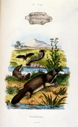 Ilustración botánica y zoológica de F. E. Guerin. Del Dictionnaire pittoresque d