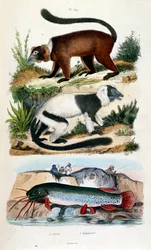 Ilustración botánica y zoológica de F. E. Guerin. Del Dictionnaire pittoresque d