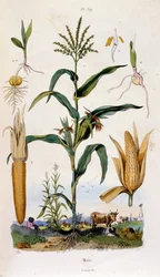 Ilustración botánica y zoológica de F. E. Guerin. Del Dictionnaire pittoresque d