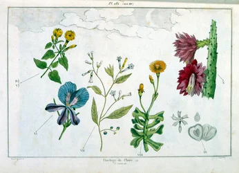 Ilustración botánica de F. E. Guerin. Del Dictionnaire pittoresque d