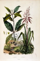 Ilustración botánica de F. E. Guerin. Del Dictionnaire pittoresque d