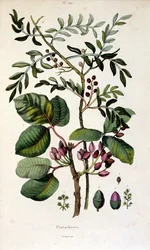 Ilustración botánica de F. E. Guerin. Del Dictionnaire pittoresque d
