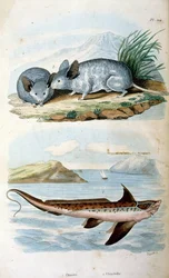 Chimaeras el orden Chimaeriformes, conocidos informalmente como tiburones fantasma, peces rata; Ilustración botánica y zoológica de F. E. Guerin. Del Dictionnaire pittoresque d