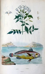 Jasmine (Jazmín). Johnius (Pez corvina). Ilustración botánica y zoológica de F. E. Guerin. Del Dictionnaire pittoresque d