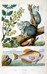Oso koala y pez. Ilustración botánica y zoológica de F. E. Guerin. De Dictionnaire pittoresque d