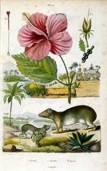 El género Kerodon (cavernícolas sudamericanos), emparentado con los capibaras y los conejillos de Indias. Ilustración botánica y zoológica de F. E. Guerin. Del Dictionnaire pittoresque d
