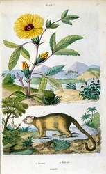 El kinkajú; mamífero de la selva tropical de la familia Procyonidae emparentado con los olingos, los coatíes, los mapaches y el rabo de anillo y el cacomistle. Ilustración botánica y zoológica de F. E. Guerin. Del Dictionnaire pittoresque d