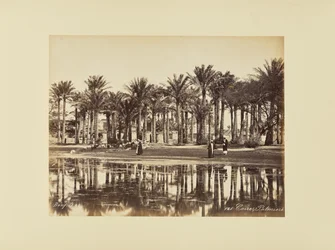 El Cairo, Palmeras