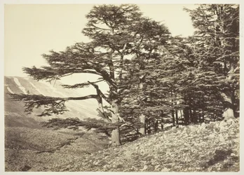 Cedros del Líbano