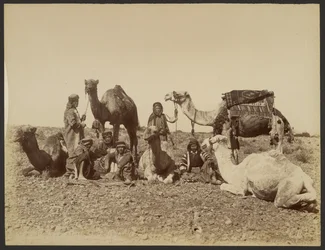 Descanso de camelleros en el desierto