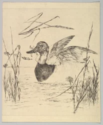 Pato, 1850-1914