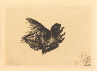Cabeza de gallo