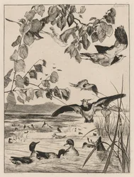 Avefrías y cercetas, 1862