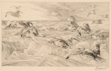 Gaviotas
