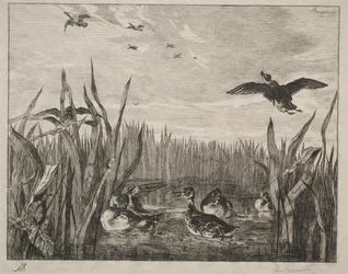 Cerceta, 1853