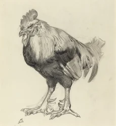 El gallo viejo