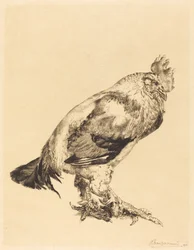 El gallo viejo